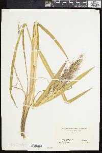 Echinochloa walteri image