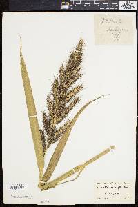 Echinochloa walteri image