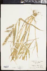 Echinochloa walteri image