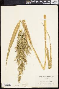 Echinochloa walteri image