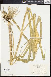 Echinochloa walteri image