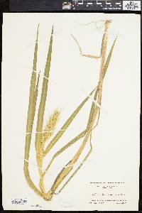 Echinochloa walteri image