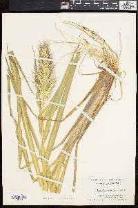 Echinochloa walteri image