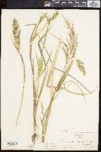 Echinochloa walteri image