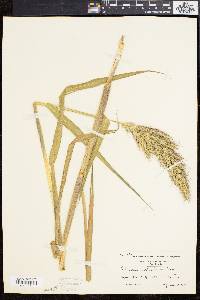 Echinochloa walteri image