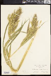 Echinochloa walteri image