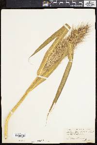 Echinochloa walteri image