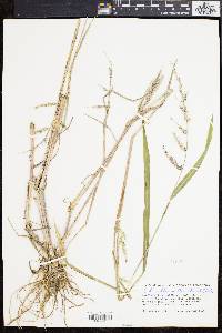 Echinochloa walteri image