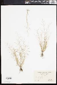 Eragrostis pilosa image