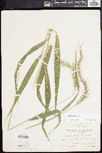 Elymus wiegandii image