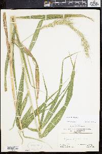 Elymus wiegandii image