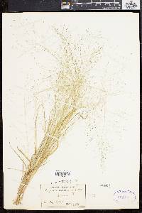 Eragrostis capillaris image