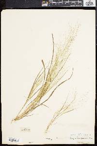 Eragrostis capillaris image