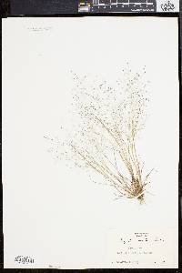 Eragrostis capillaris image