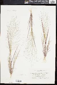 Eragrostis capillaris image