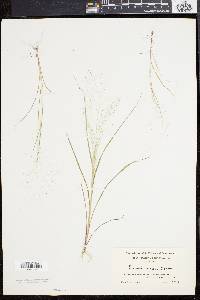 Eragrostis capillaris image