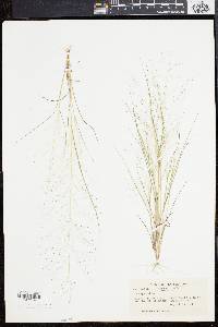 Eragrostis capillaris image