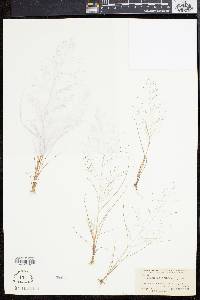 Eragrostis capillaris image