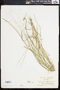 Eragrostis capillaris image