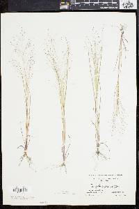 Eragrostis capillaris image