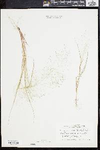 Eragrostis capillaris image