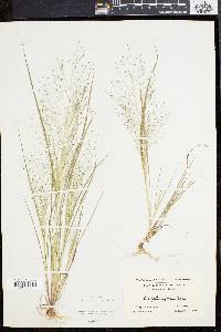 Eragrostis capillaris image