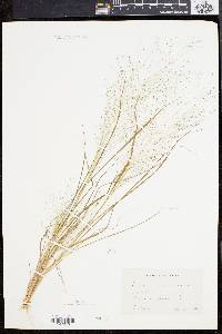 Eragrostis capillaris image