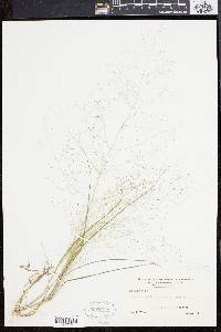 Eragrostis capillaris image