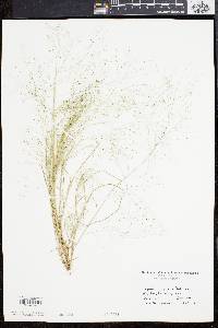 Eragrostis capillaris image