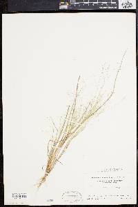 Eragrostis capillaris image