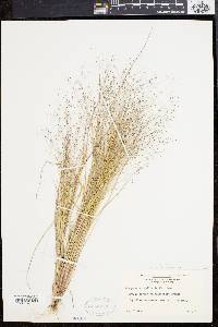 Eragrostis capillaris image