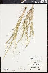 Eragrostis capillaris image