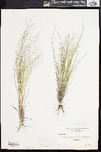 Eragrostis capillaris image