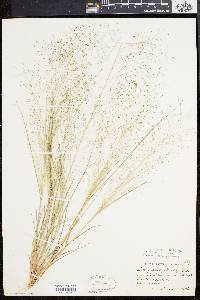 Eragrostis capillaris image