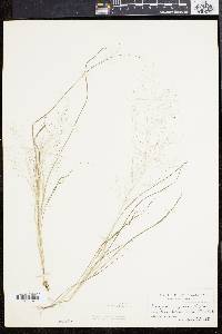 Eragrostis capillaris image