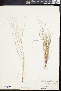 Eragrostis capillaris image