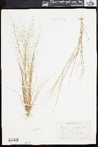 Eragrostis capillaris image