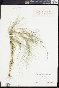 Eragrostis capillaris image