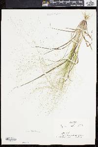 Eragrostis capillaris image