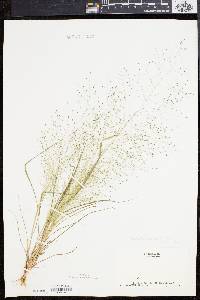 Eragrostis capillaris image