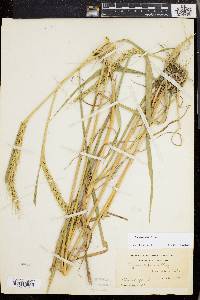 Elymus riparius image