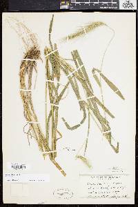 Elymus villosus image