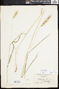 Elymus villosus image