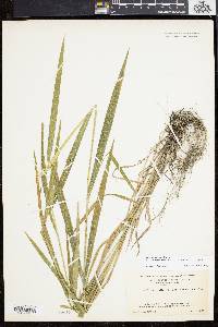 Elymus villosus image