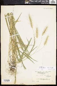 Elymus villosus image