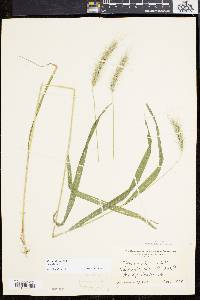 Elymus villosus image