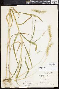 Elymus villosus image