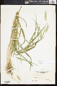 Elymus villosus image