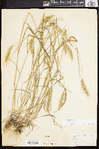 Elymus villosus image