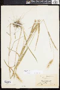 Elymus villosus image